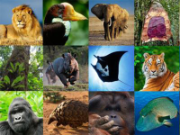 CITES_Collage_für BLV Webseite_ohneCitesLogo_800x600